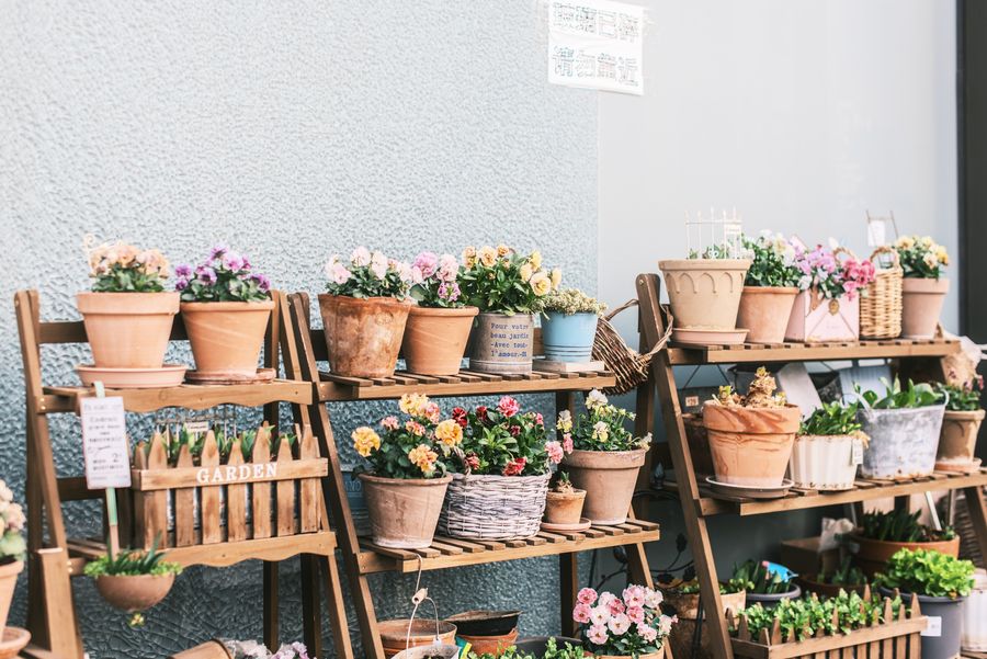 Plantas de interior en la tienda