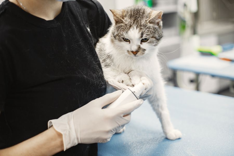 Consulta felina