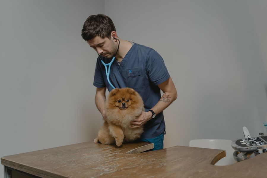 Perro en revisión veterinaria