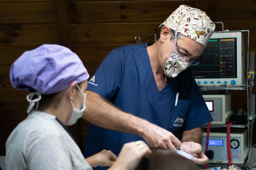 Quirófano veterinario